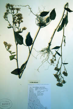 Image of Lindley's aster