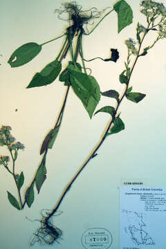 Image of Lindley's aster