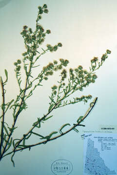 Image of white prairie aster