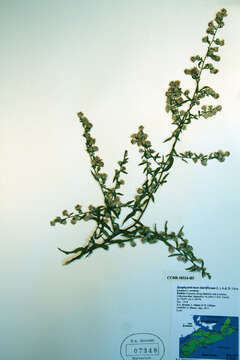 Image of calico aster