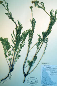 Image of Lake Huron tansy