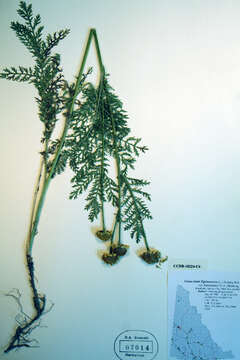 Image of Lake Huron tansy