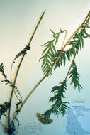 Image of common tansy