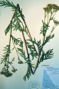 Image of common tansy