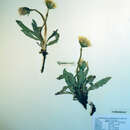 Слика од Taraxacum lacerum