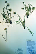 Image of Taraxacum hyperboreum