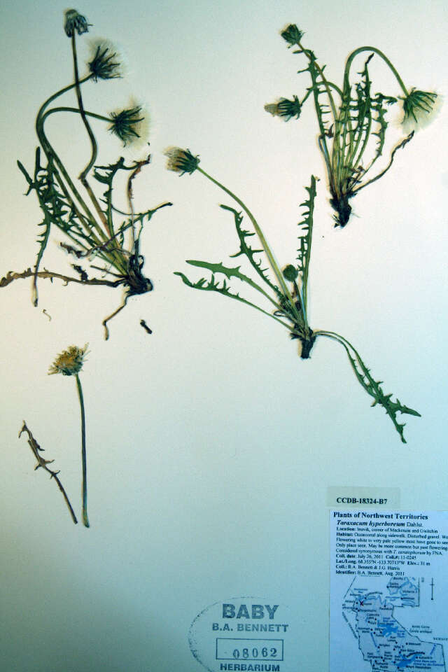 Слика од Taraxacum hyperboreum