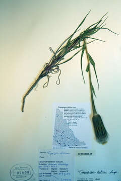 Image of yellow salsify