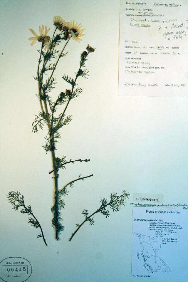 Image of scentless false mayweed