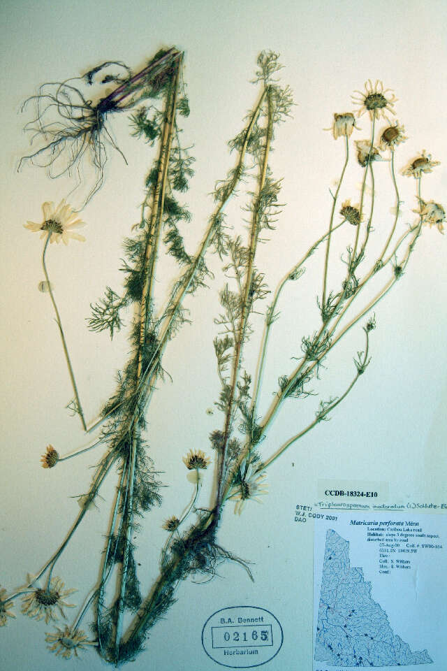 Imagem de Tripleurospermum inodorum (L.) Sch.-Bip