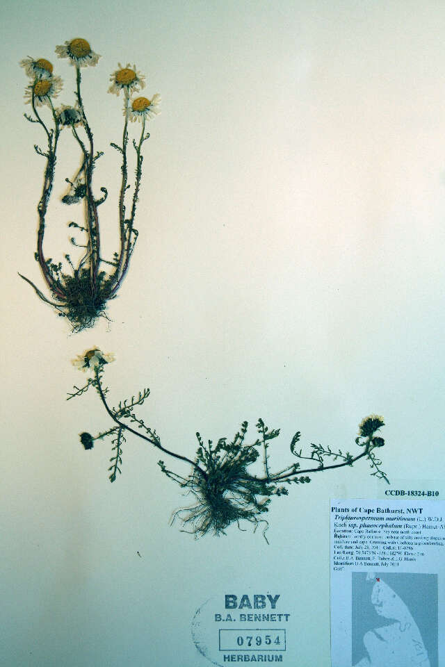 Image of false mayweed