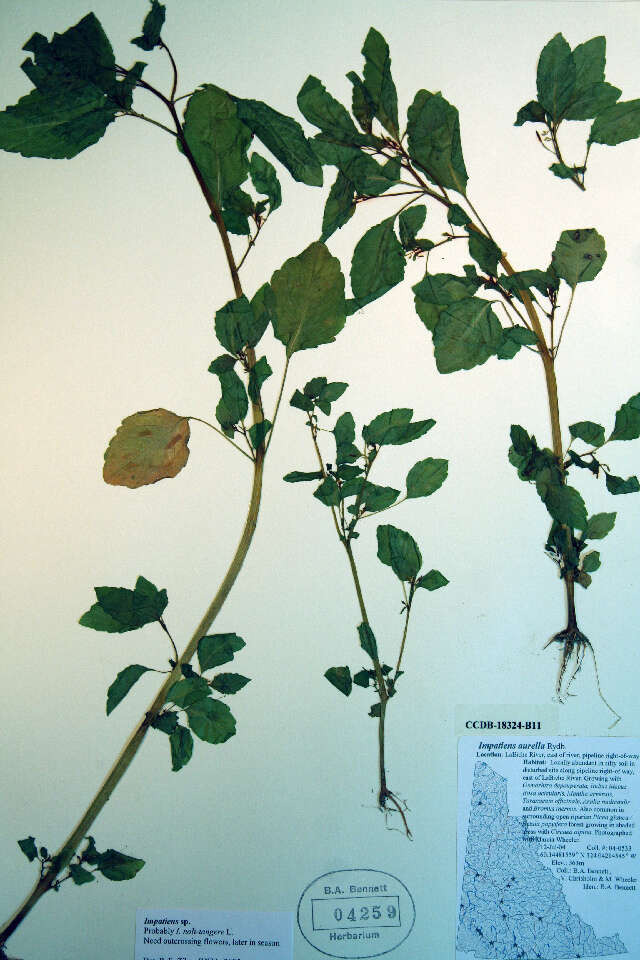 Image of Jewelweed