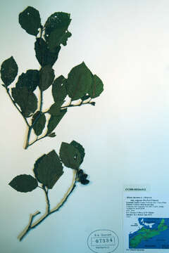 Image of Grey Alder