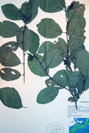 Image of hazel alder