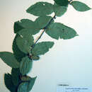 Image of Betula alleghaniensis Britton