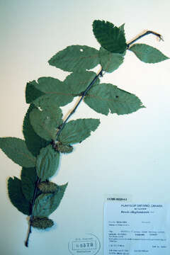 Image of Gray birch