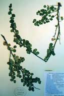 Image of Arctic dwarf birch