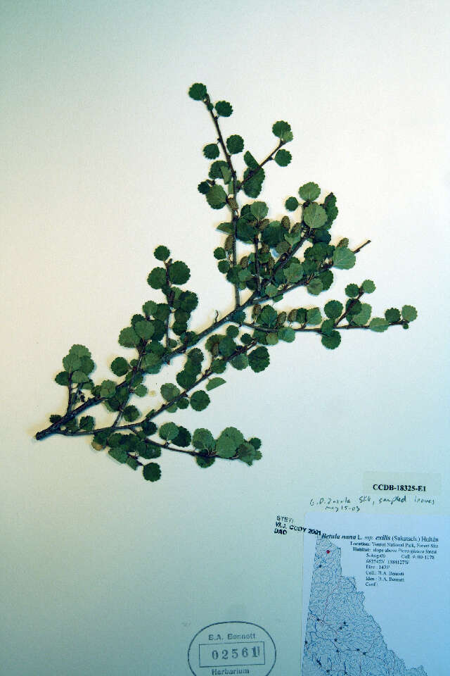 Image of Arctic dwarf birch