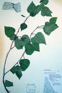 Image of Betula kenaica