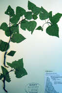 Image of Betula kenaica