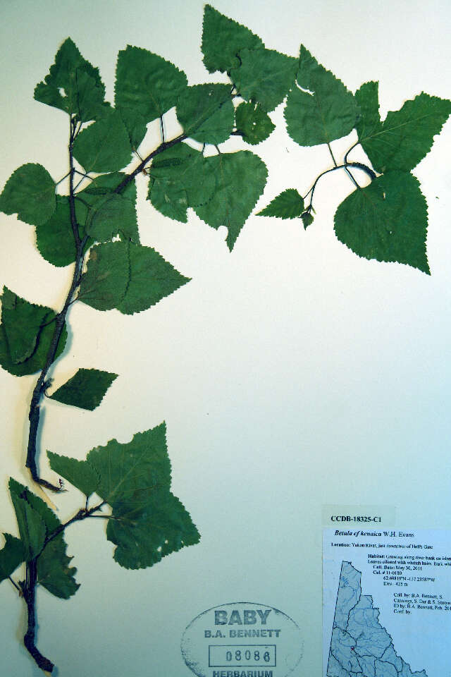 Image de Betula kenaica