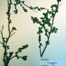 Image of Betula glandulosa