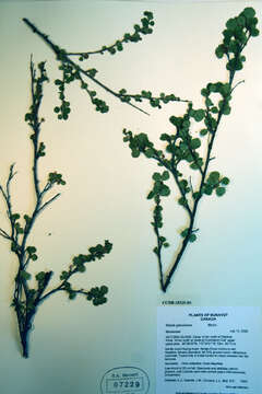 Image of Betula glandulosa