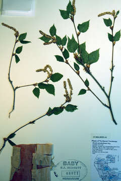 Image of Alaska Paper Birch