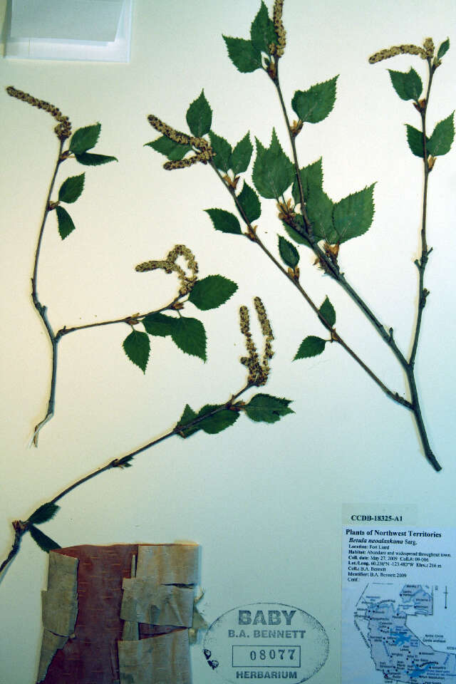 Betula pendula (rights holder: Biodiversity Institute of ontario. Year: 2012.)