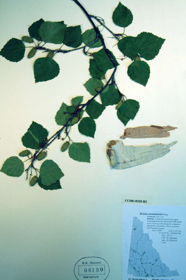 Image of Alaska Paper Birch