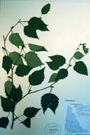 Image of paper birch