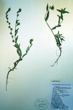 Image of Menzies' fiddleneck