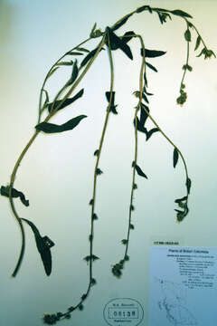 Image of Menzies' fiddleneck