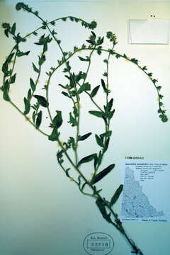 Image of Menzies' fiddleneck