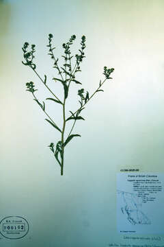 Image of European stickseed