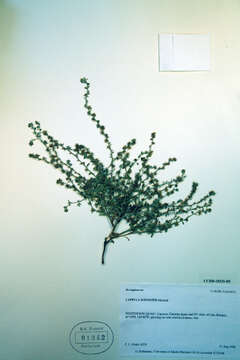 Image of European stickseed