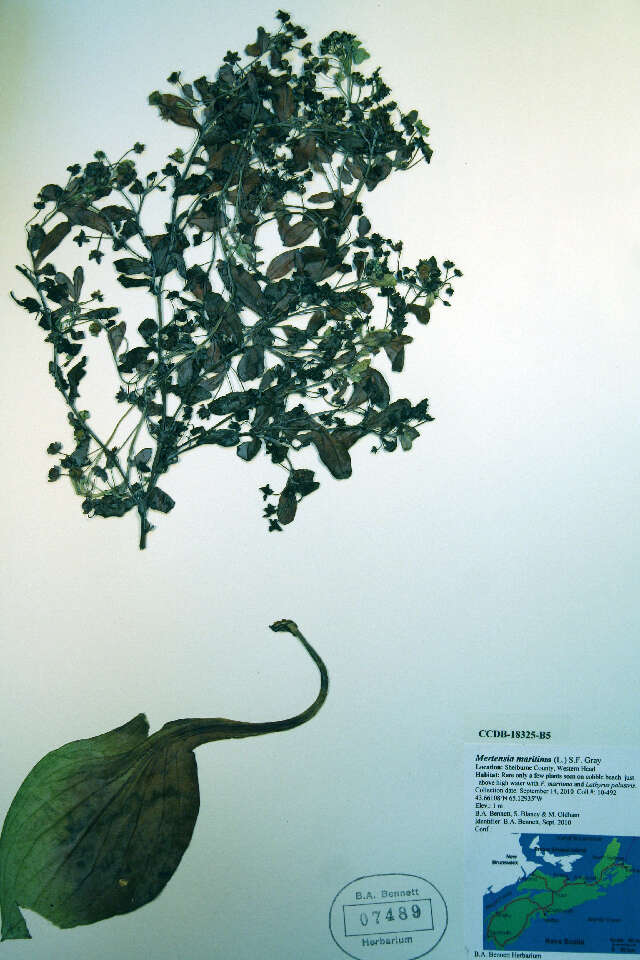 Image of oysterleaf