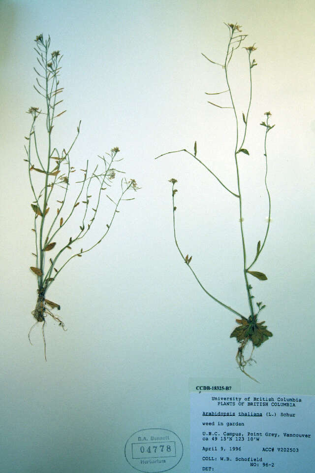 Plancia ëd Arabidopsis thaliana (L.) Heynh.