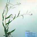 Image of False Fissurewort