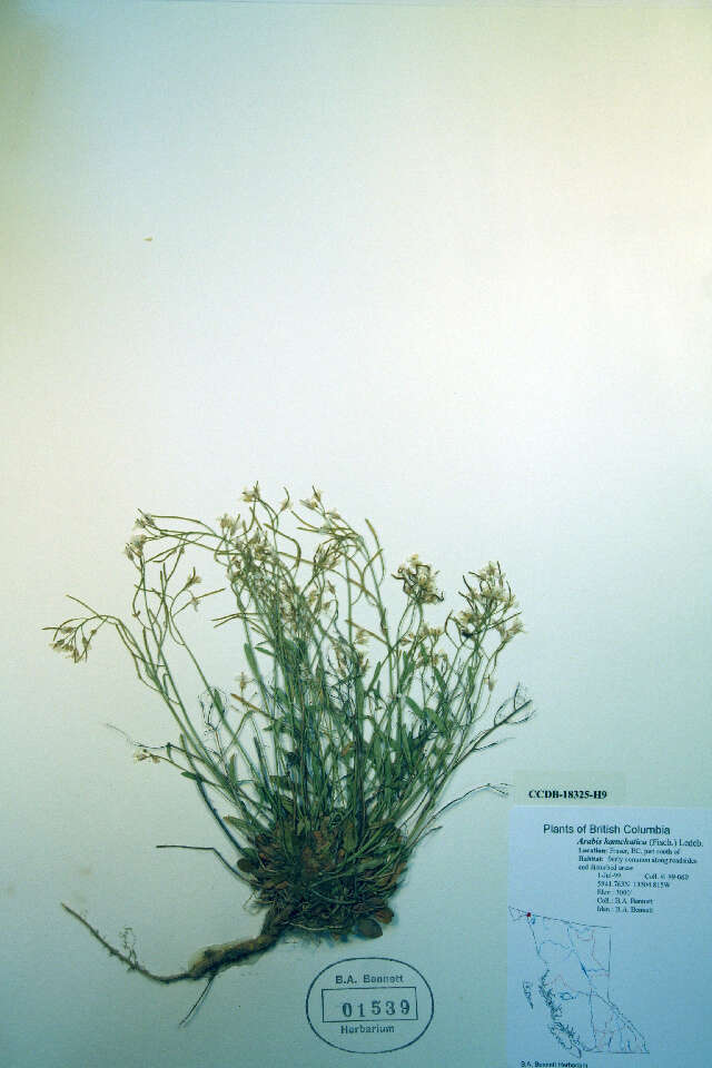 Plancia ëd Arabidopsis lyrata subsp. kamchatica (Fisch. ex DC.) O'Kane & Al-Shehbaz