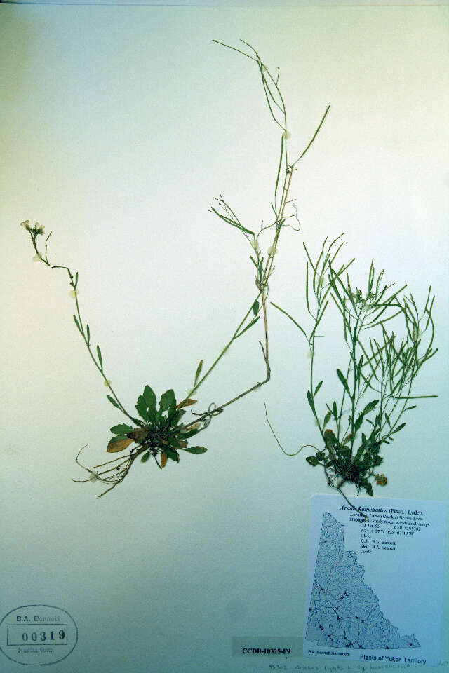 Plancia ëd Arabidopsis lyrata subsp. kamchatica (Fisch. ex DC.) O'Kane & Al-Shehbaz