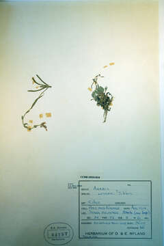 Image of Soldier Rockcress