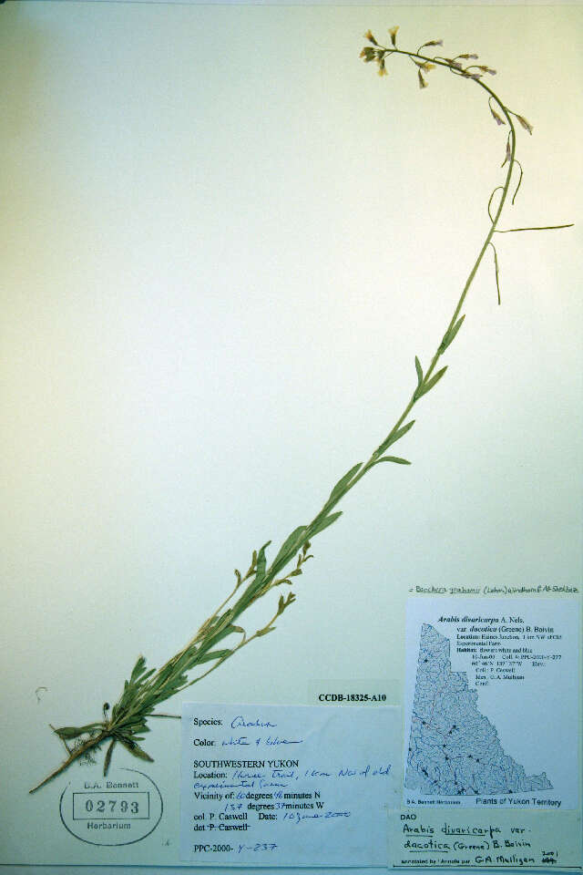 Image of Boivin's Rockcress