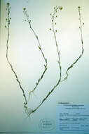 Image of littlepod false flax