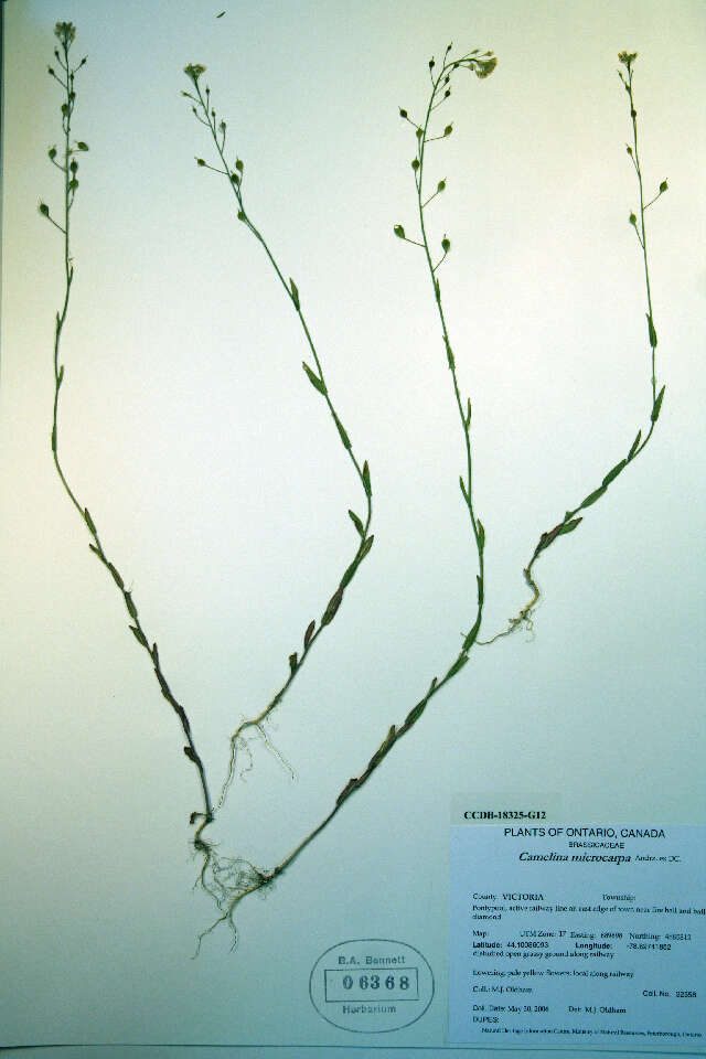 Imagem de Camelina microcarpa Andrz. ex DC.