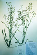 Imagem de Camelina sativa (L.) Crantz