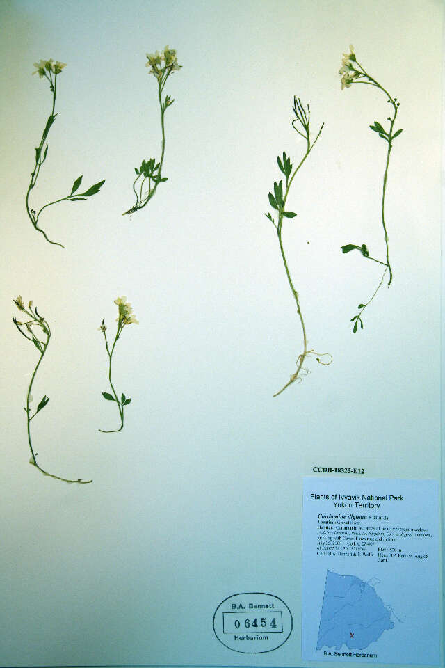 Image of Richardson's Bittercress