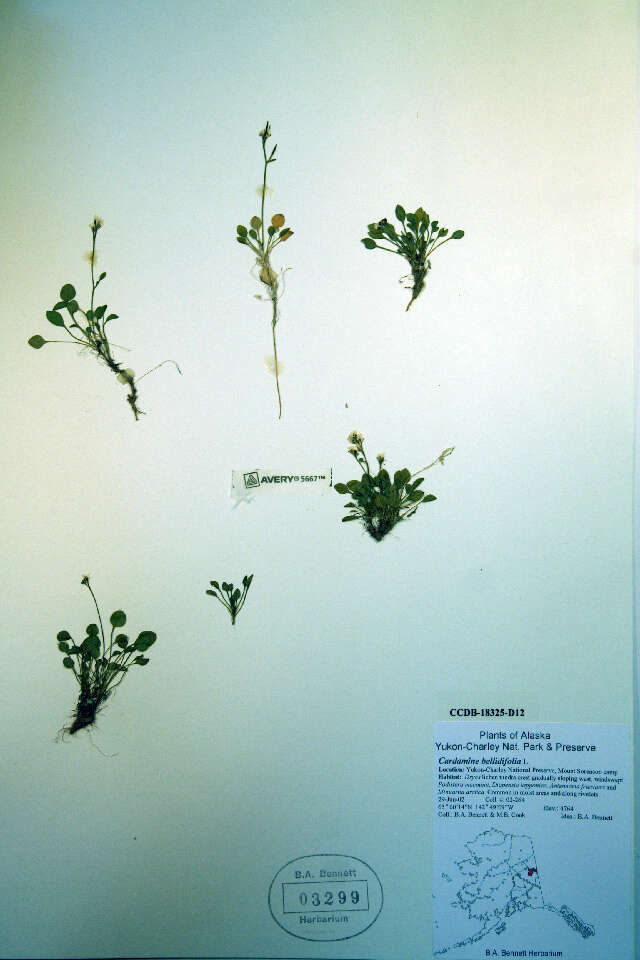 Image of alpine cress