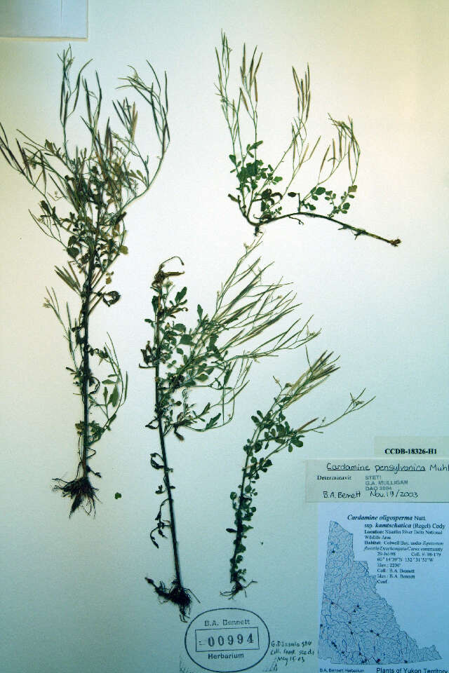 Image of Pennsylvania bittercress