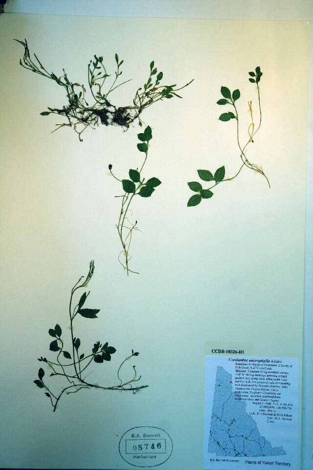 Imagem de Cardamine microphylla Adams